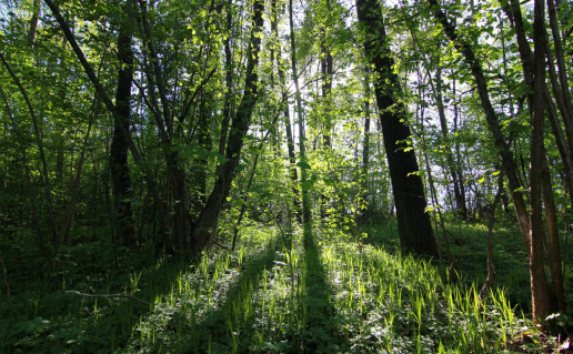 Nevers-i+ uosyne.jpg